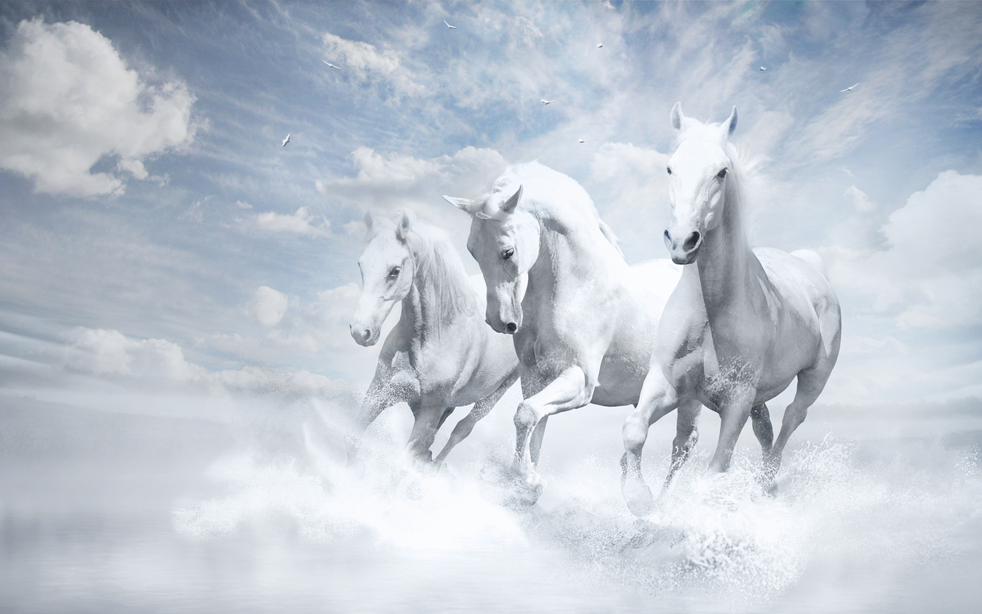 White Horses8286419759 - White Horses - white, Horses, Bulbul